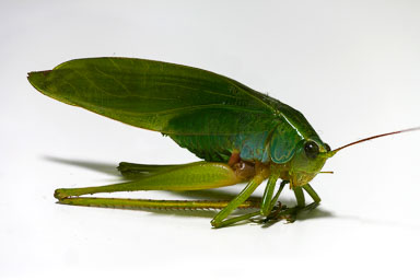 grasshopper.jpg